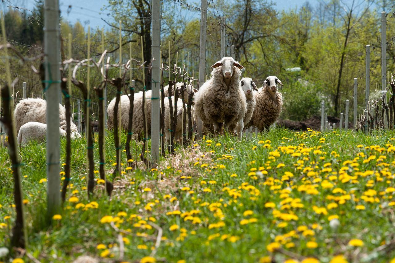 Weingut Georgium Bed and Breakfast Sankt Georgen am Längsee Εξωτερικό φωτογραφία